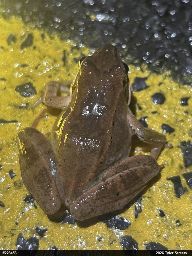 Wood Frog