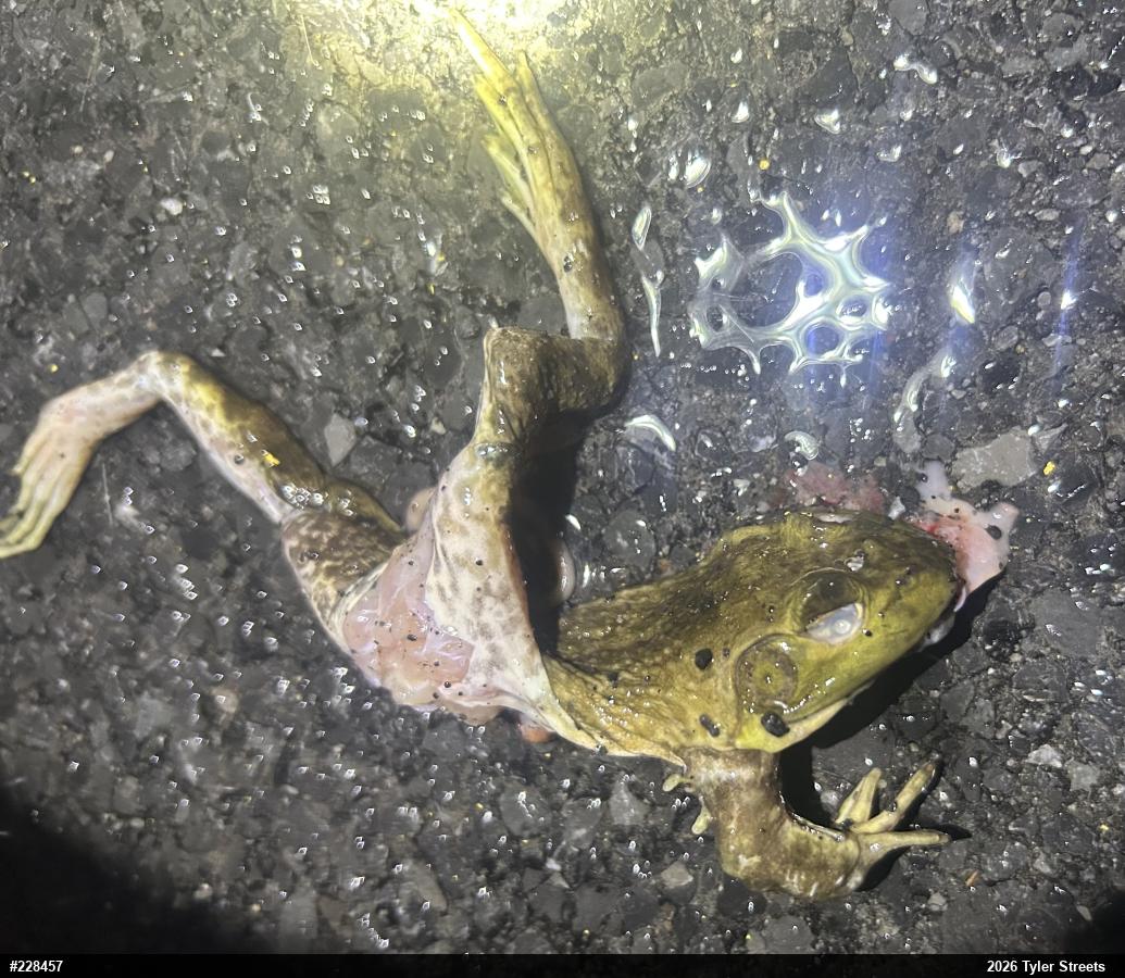 American Bullfrog