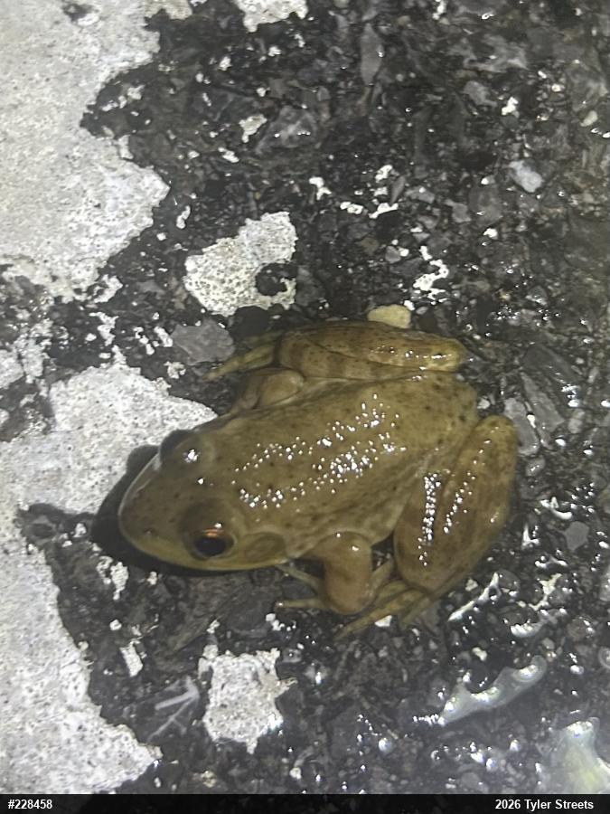 American Bullfrog