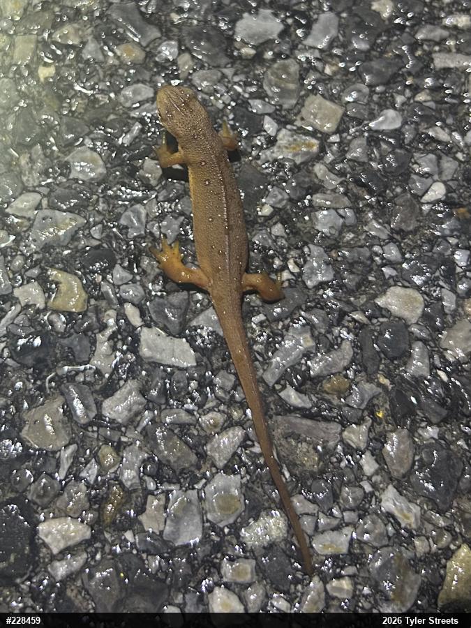 Red-spotted Newt
