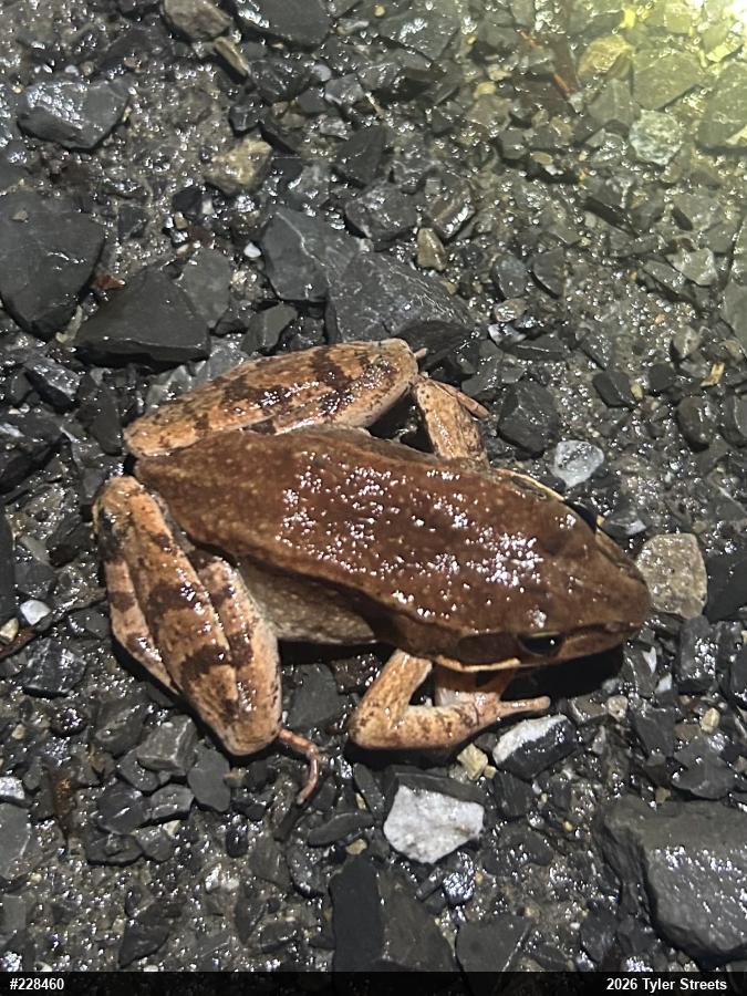 Wood Frog
