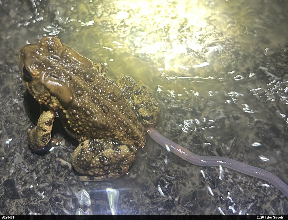 Eastern American Toad