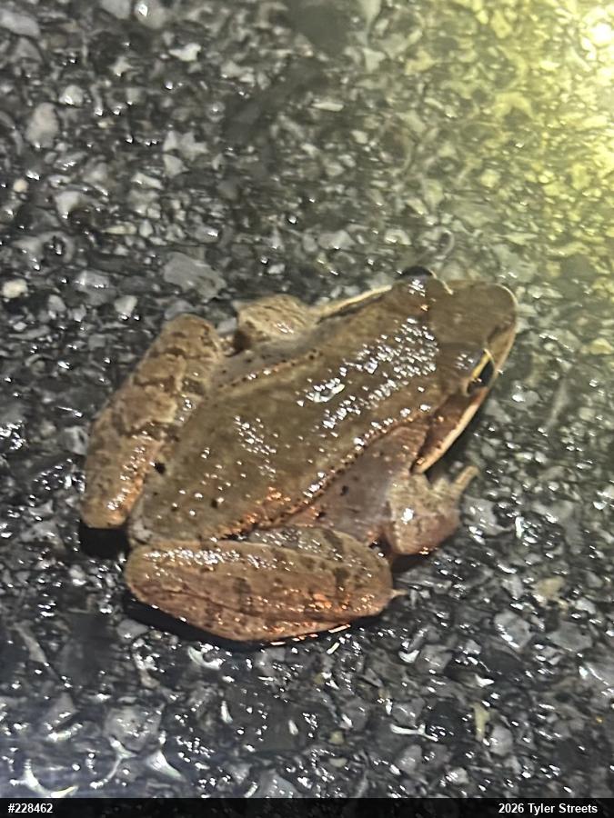 Wood Frog