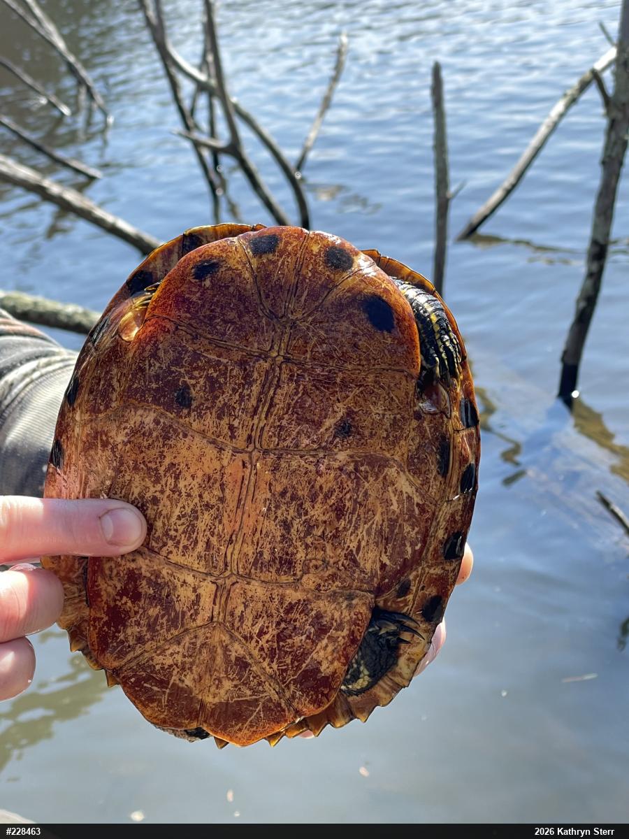 Yellow-bellied Slider