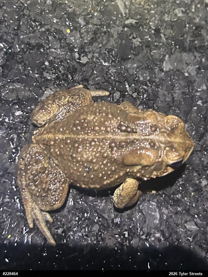 Eastern American Toad
