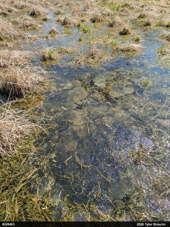 Wood Frog