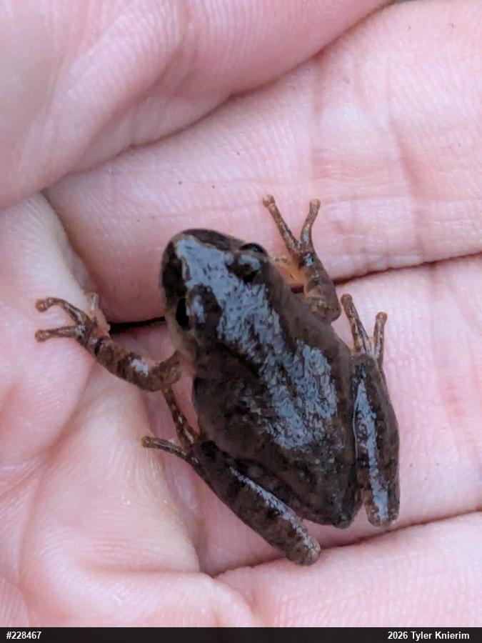 Spring Peeper