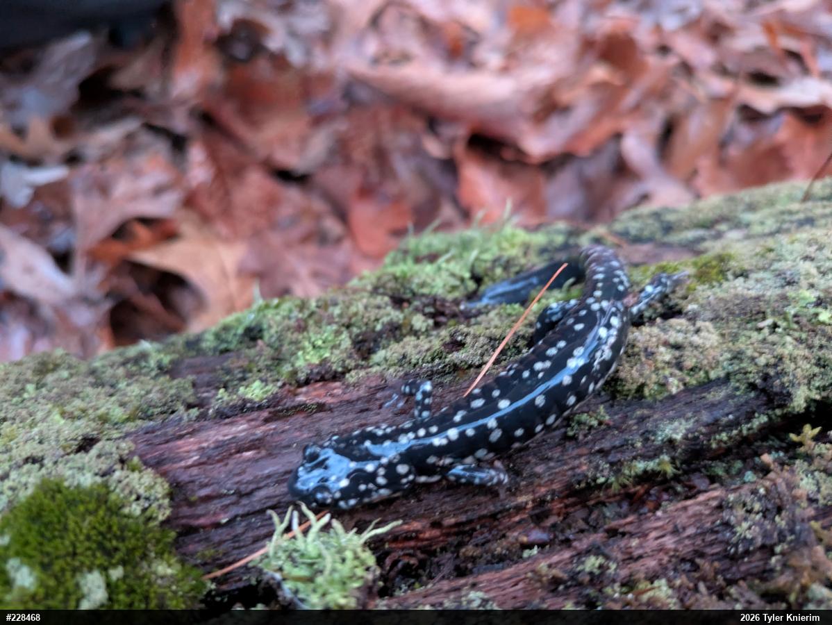 Northern Slimy Salamander