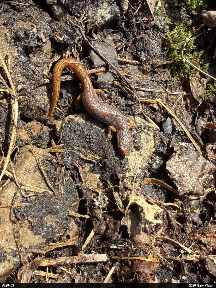 Four-toed Salamander