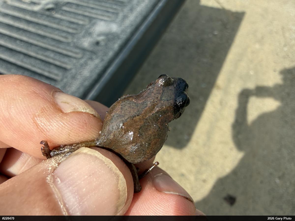 Mountain Chorus Frog