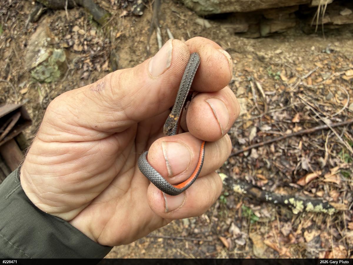 Red-bellied Snake