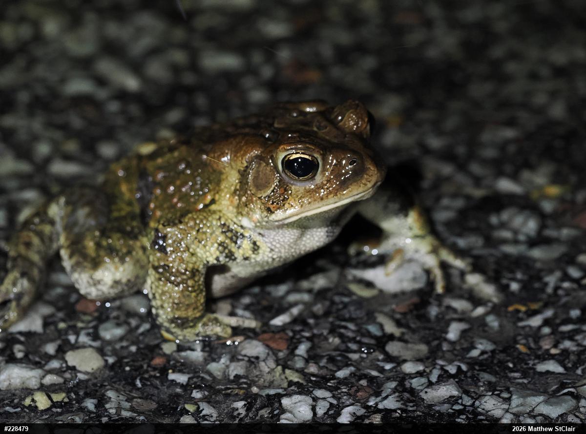 Eastern American Toad