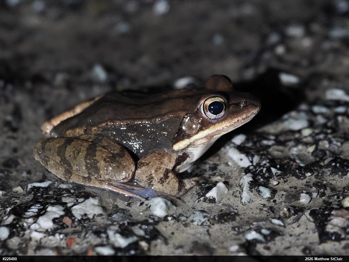 Wood Frog