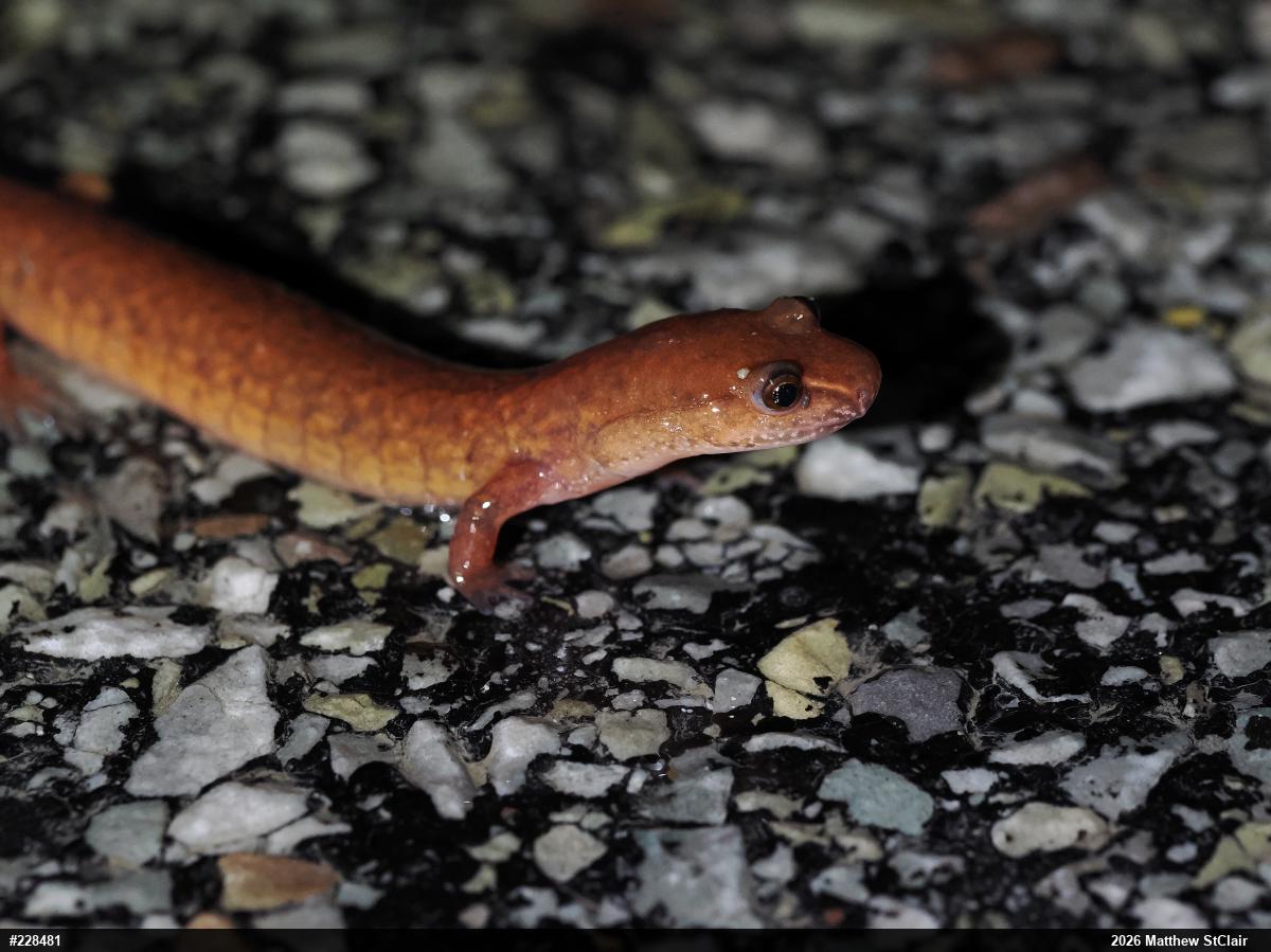 Northern Spring Salamander