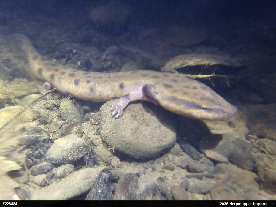 Common Mudpuppy
