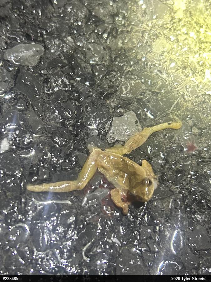 Spring Peeper