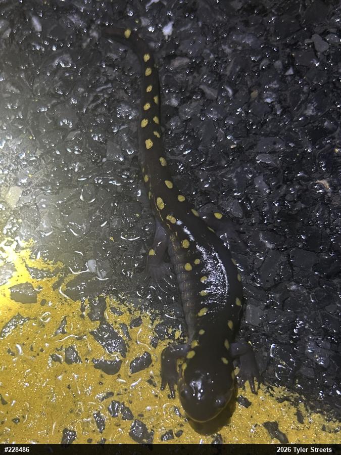 Spotted Salamander