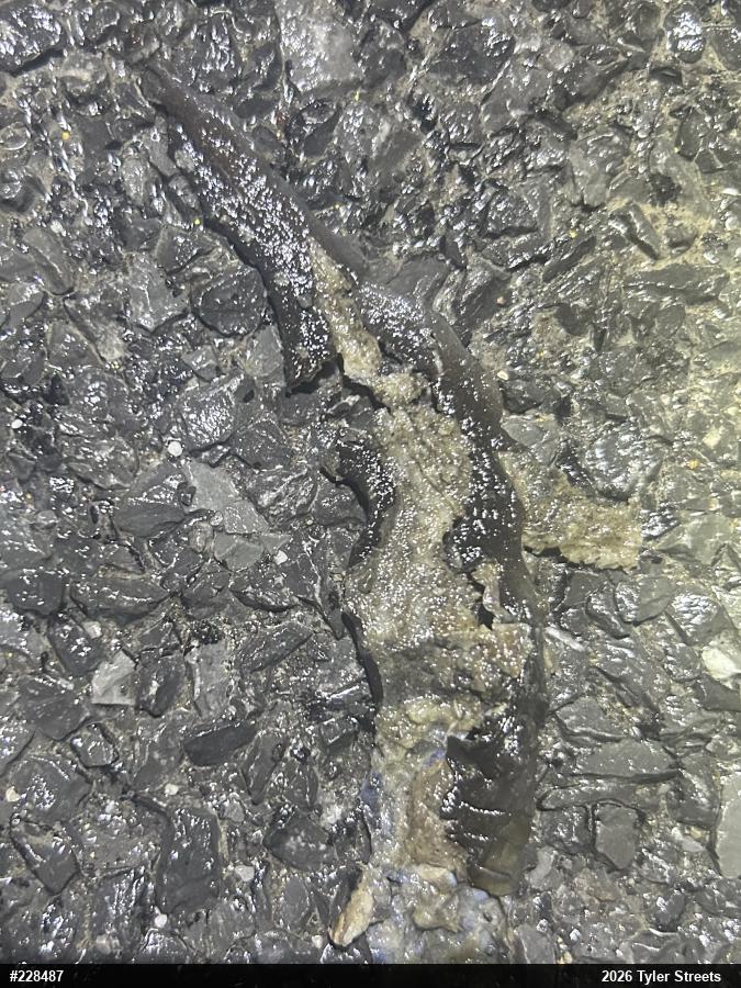 Jefferson Salamander