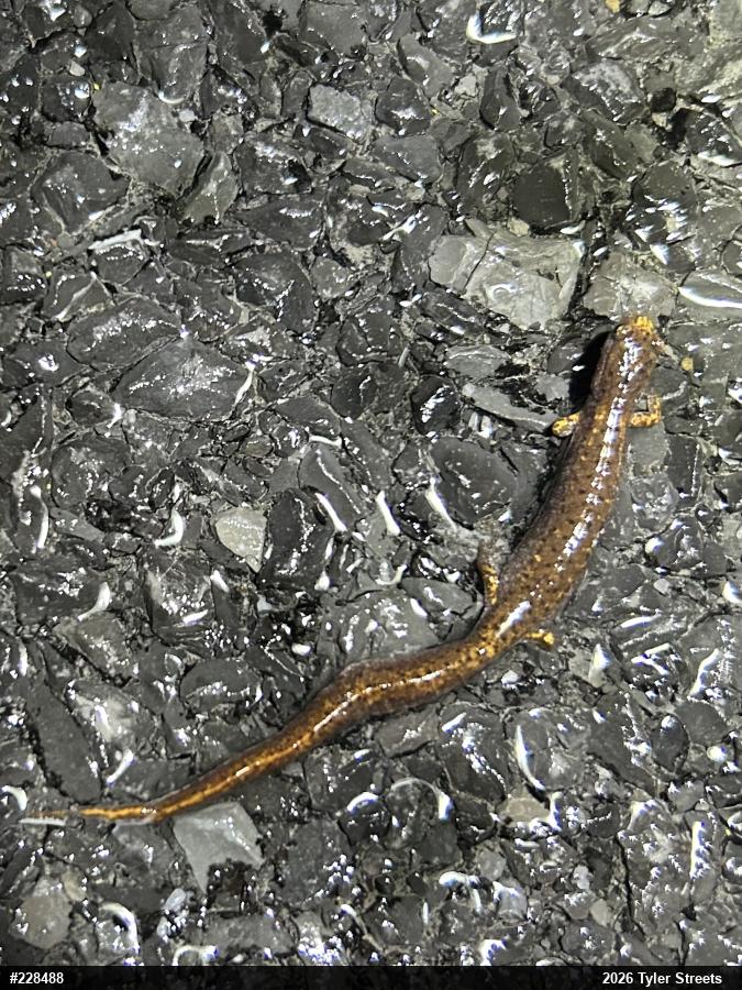 Four-toed Salamander