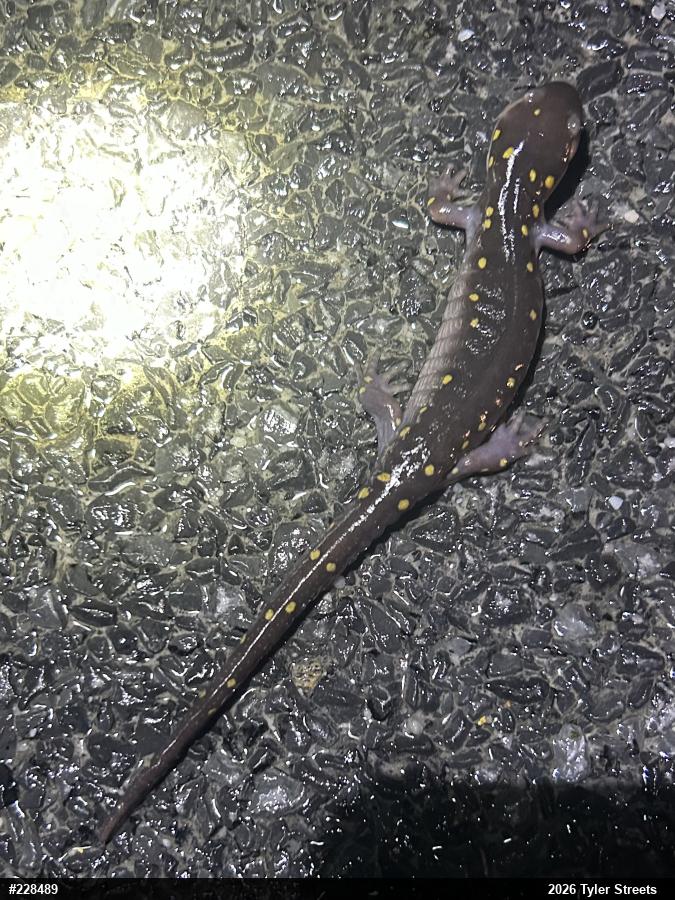 Spotted Salamander