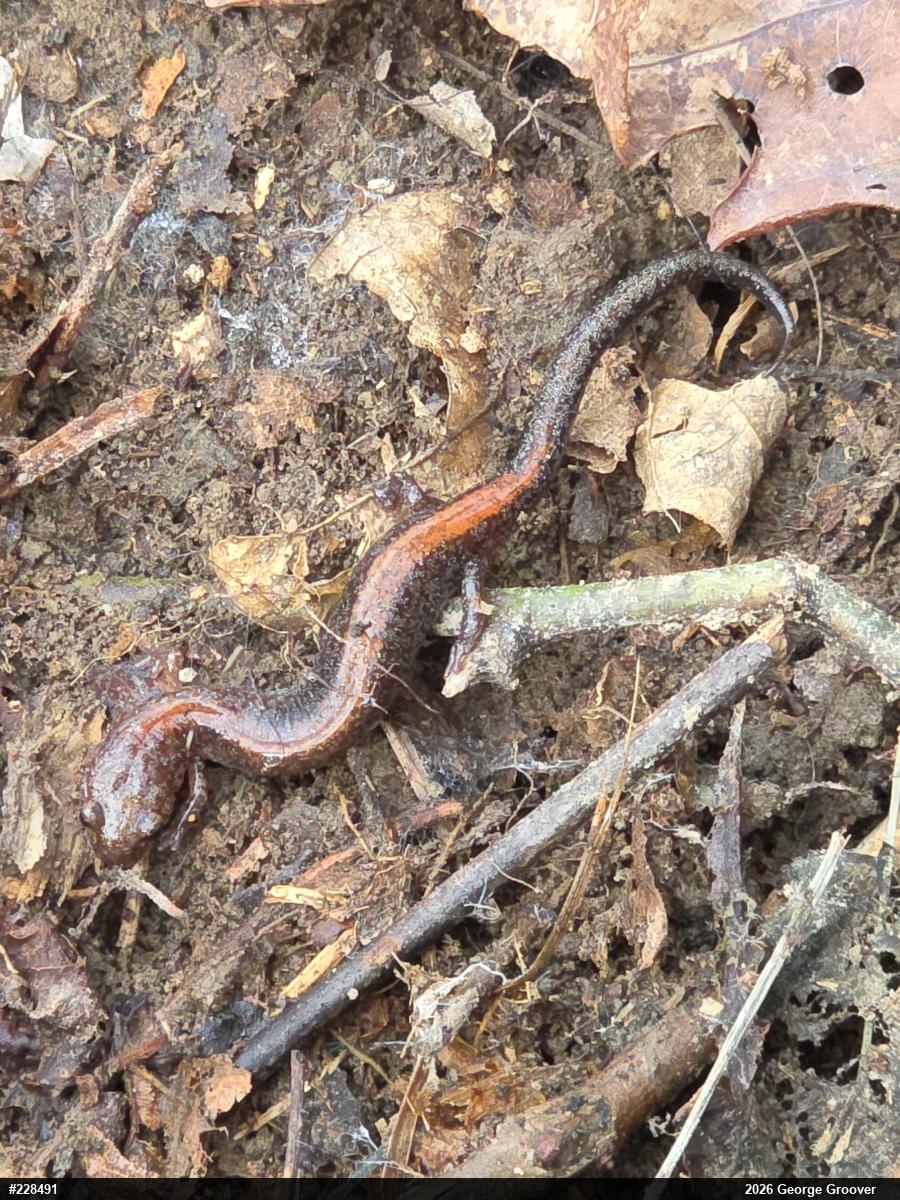 Eastern Red-backed  Salamander