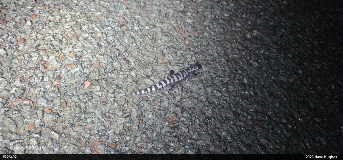 Marbled Salamander