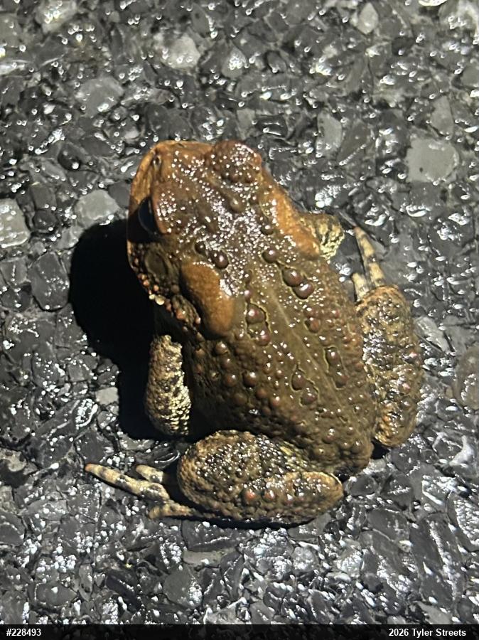 Eastern American Toad