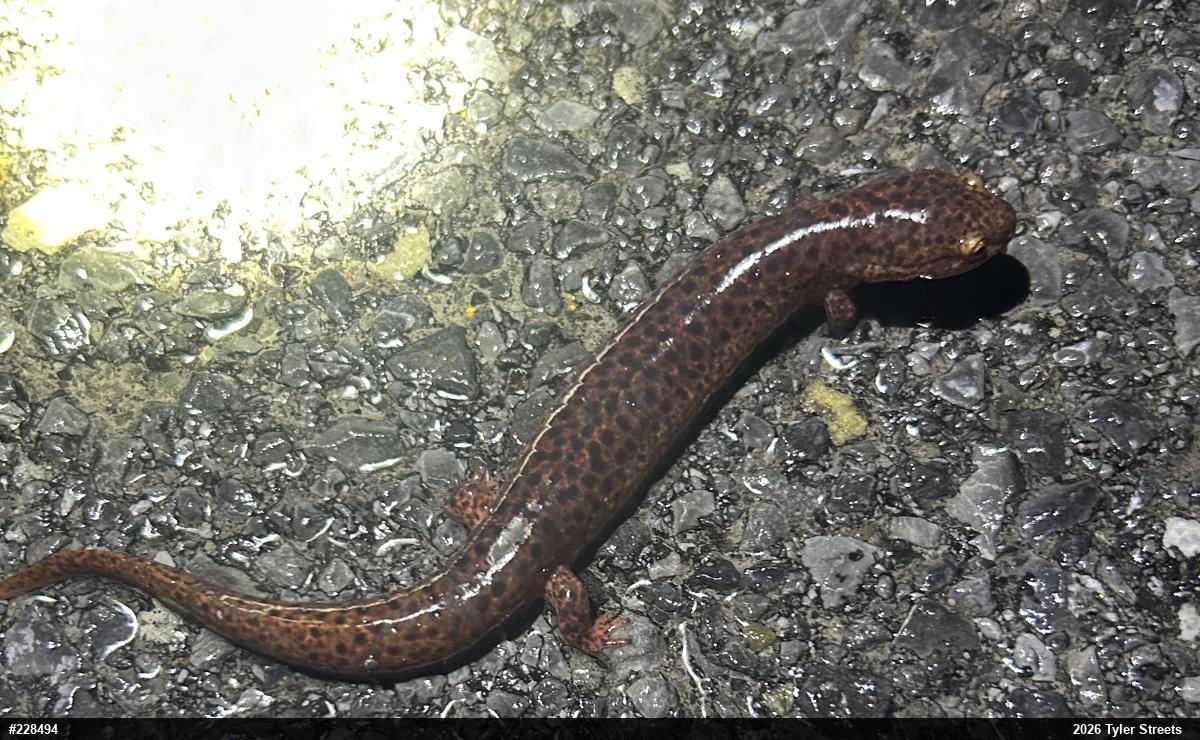 Northern Red Salamander