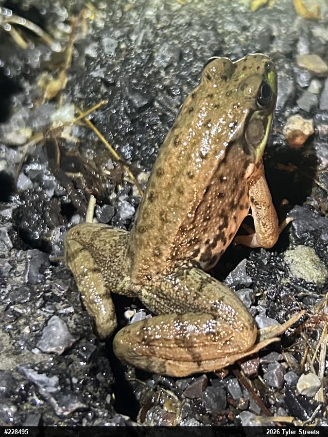 Green Frog