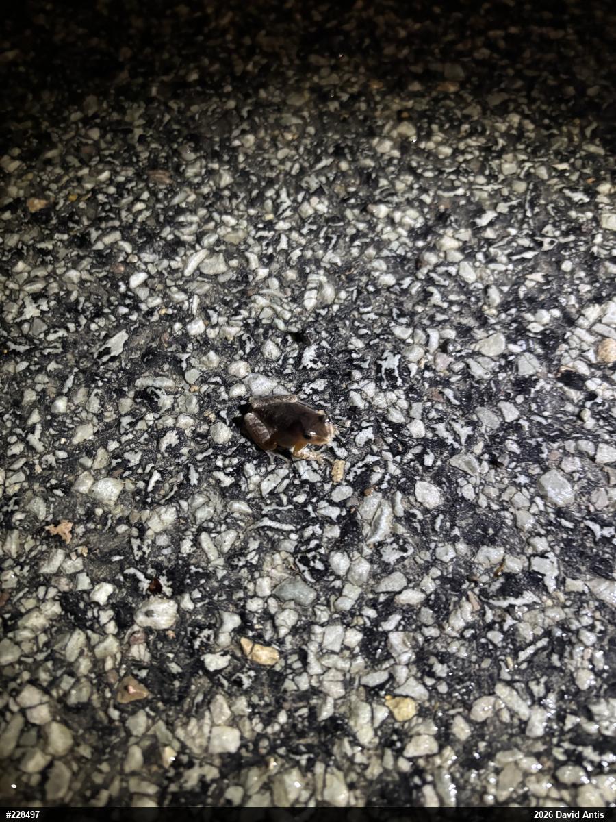 Spring Peeper