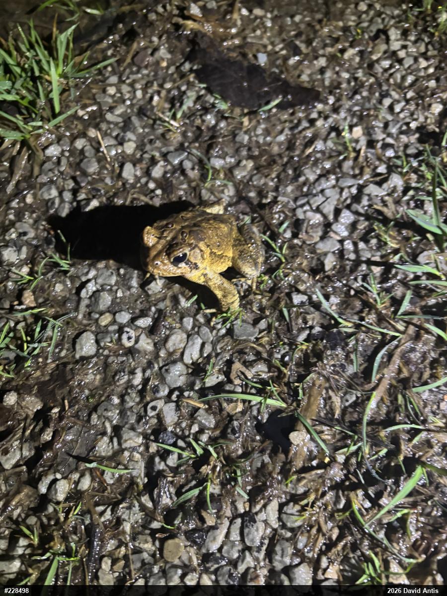 Eastern American Toad