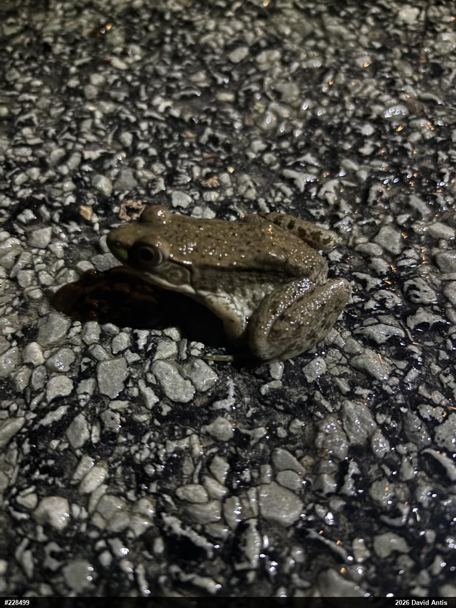Green Frog