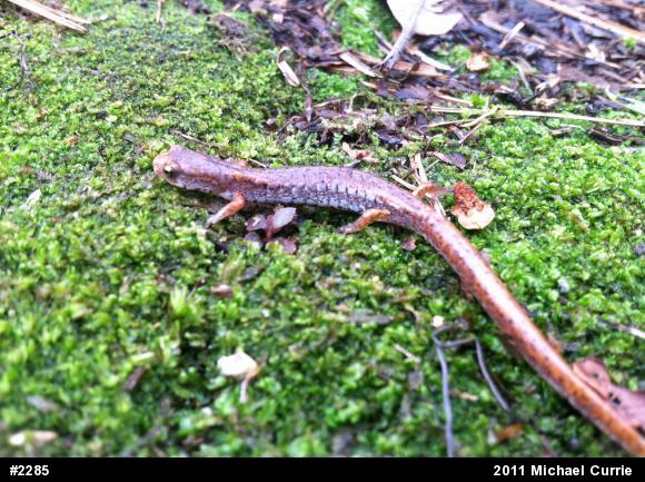 Four-toed Salamander