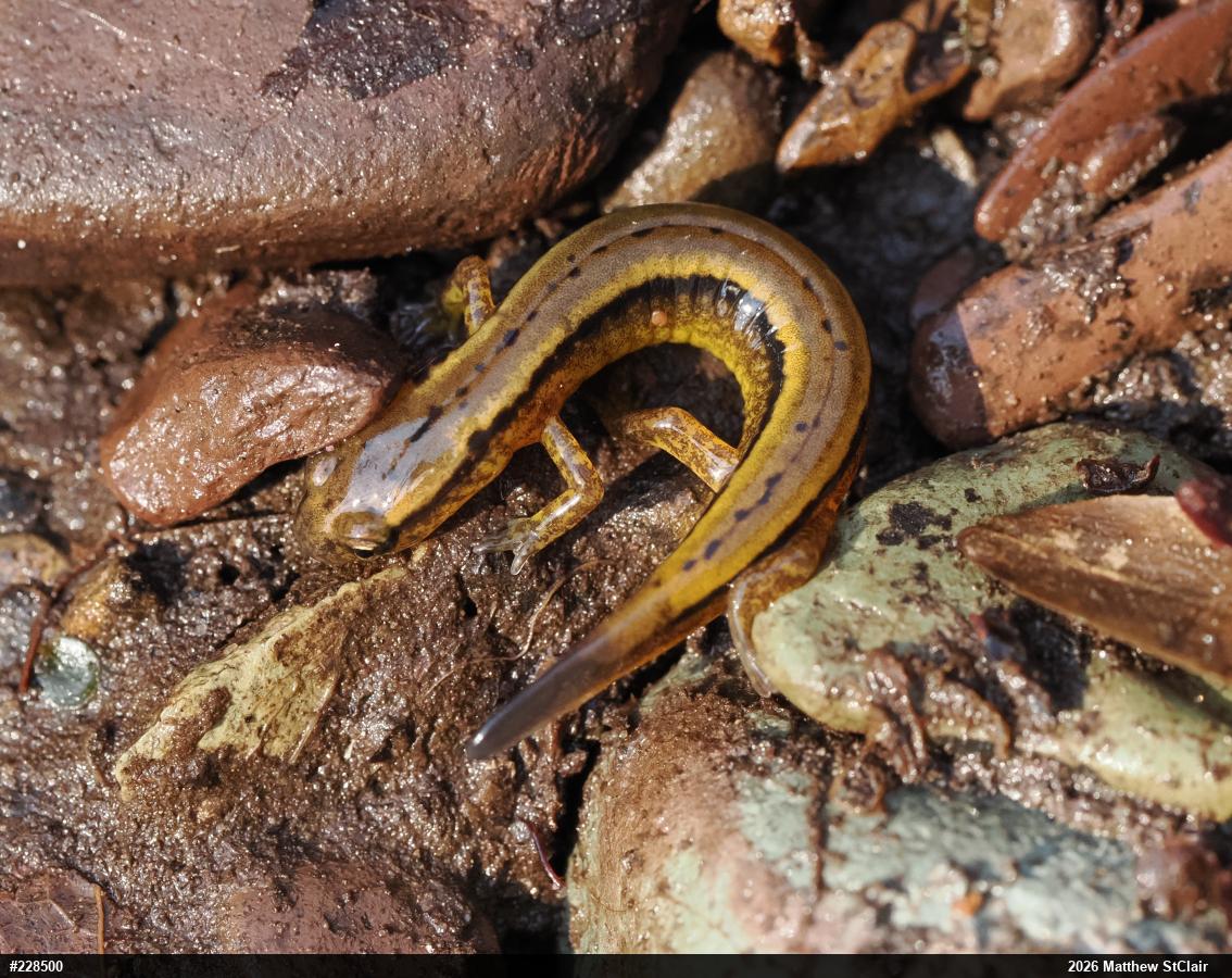 Northern Two-lined Salamander