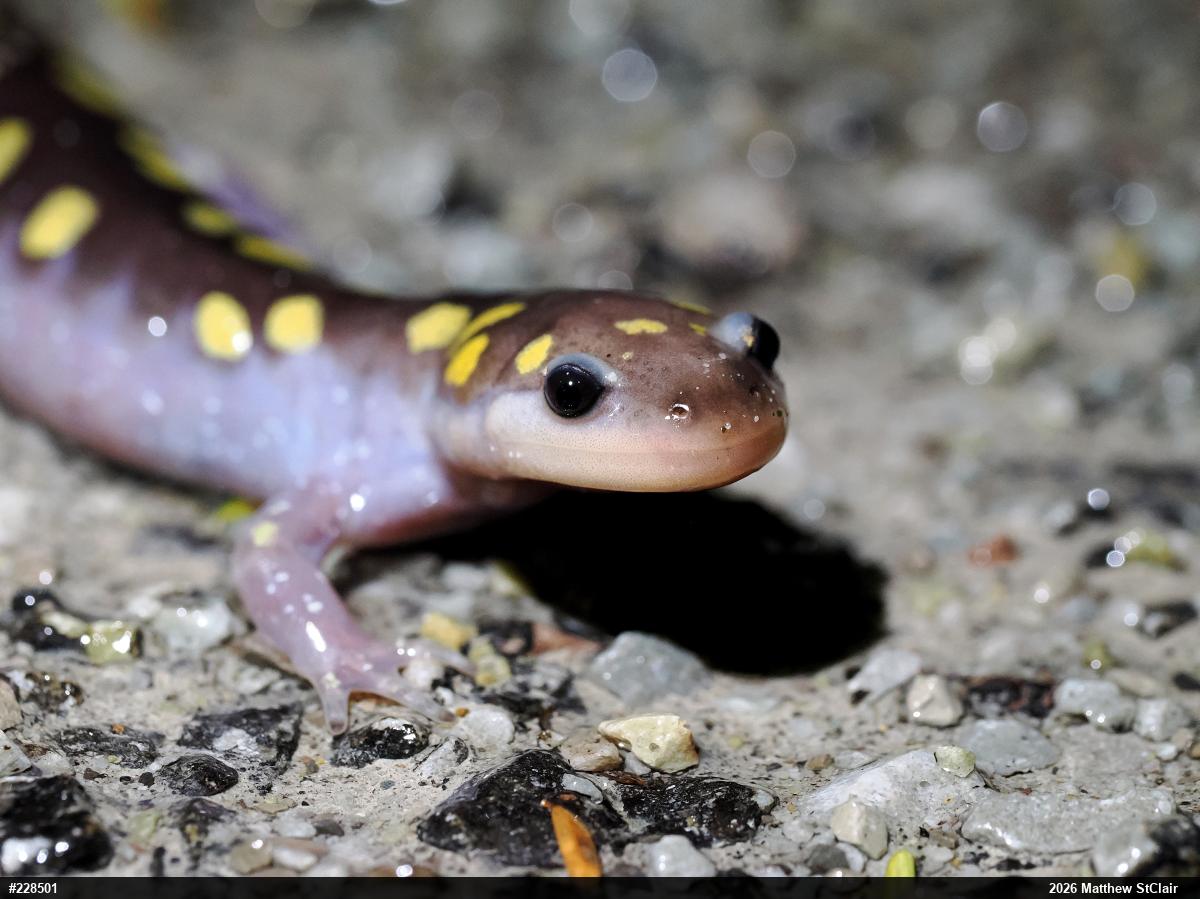 Spotted Salamander