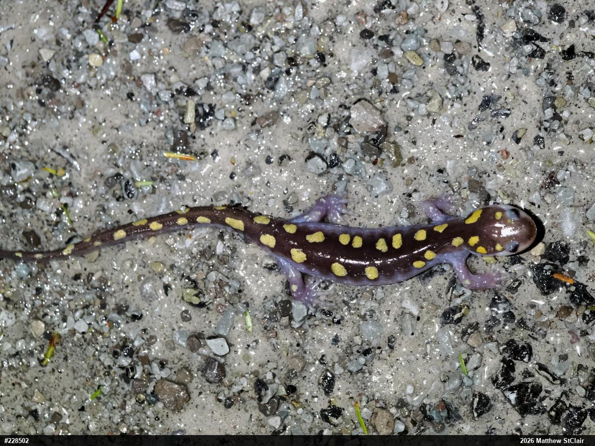 Spotted Salamander