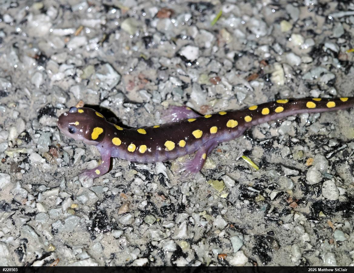 Spotted Salamander