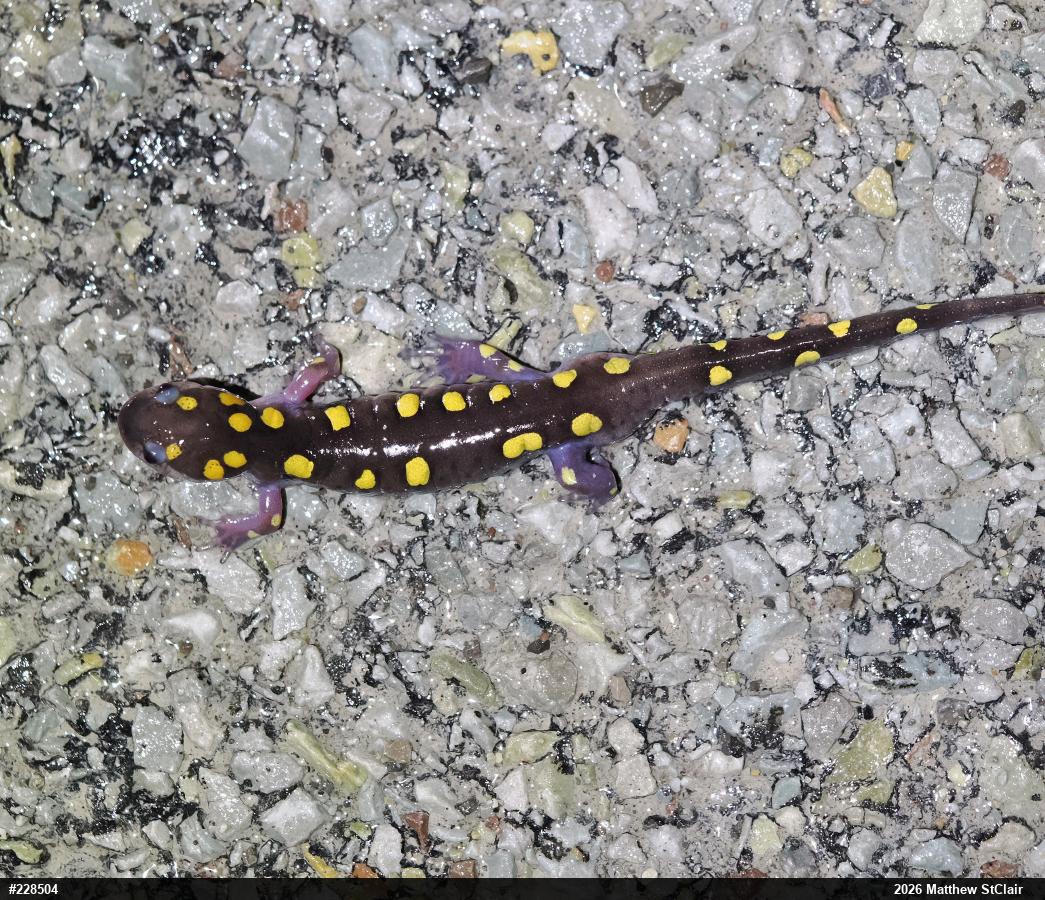 Spotted Salamander