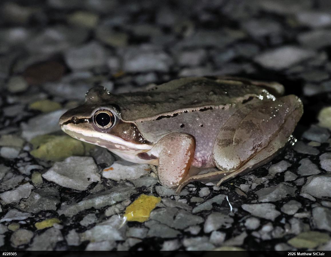 Wood Frog