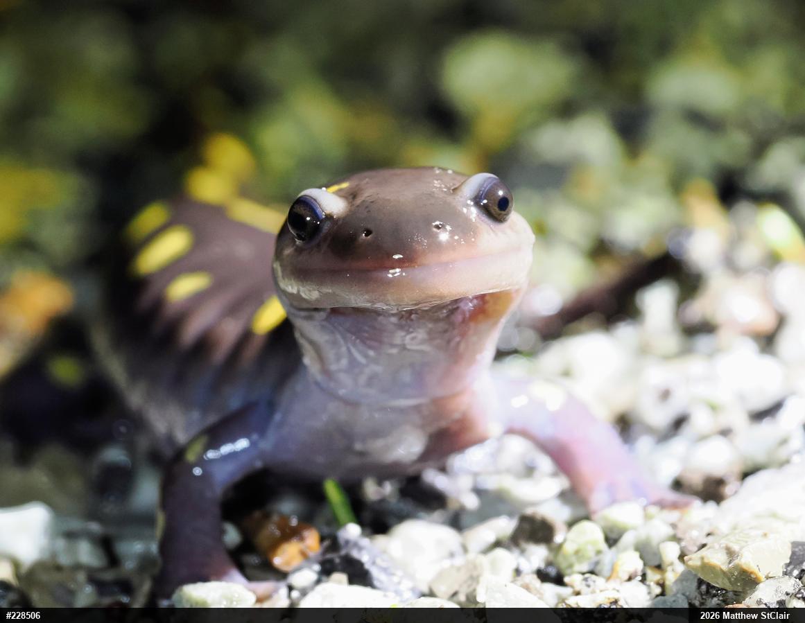 Spotted Salamander
