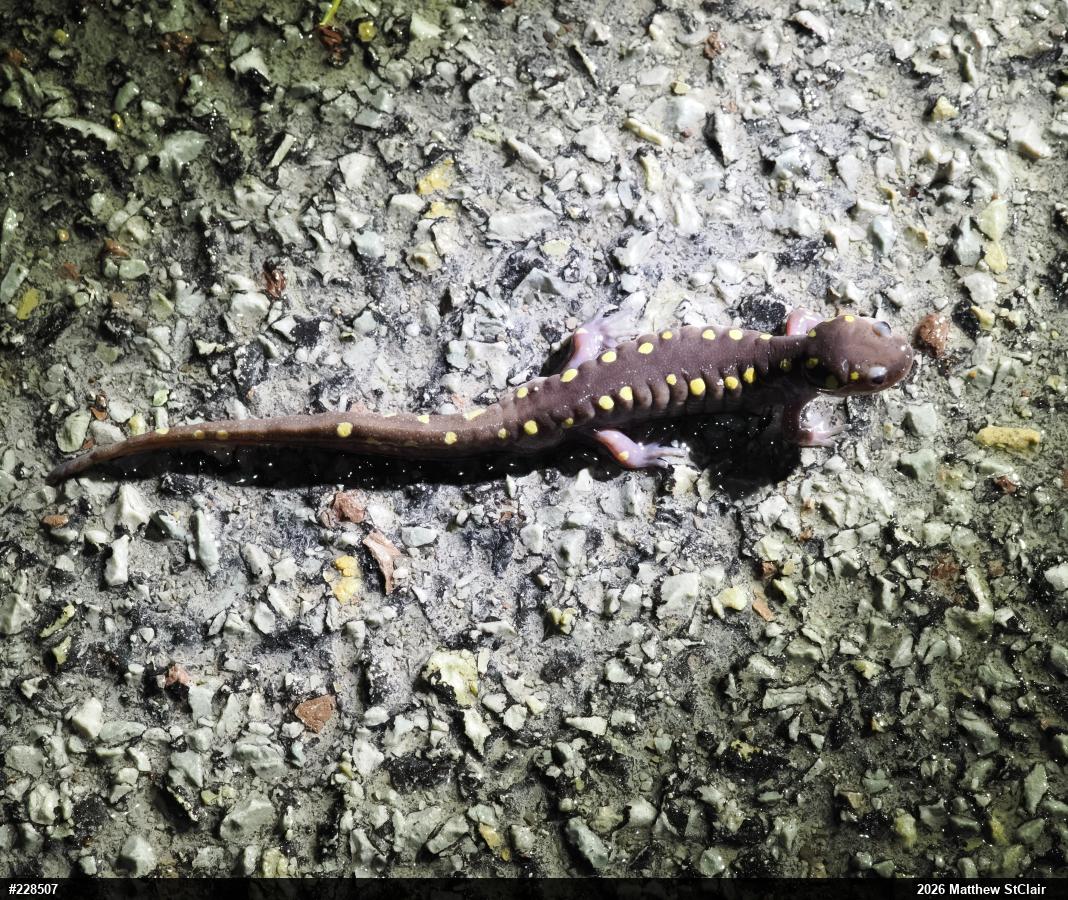 Spotted Salamander