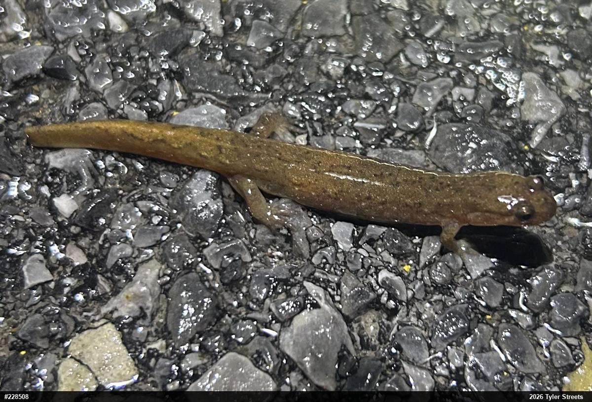 Northern Dusky Salamander