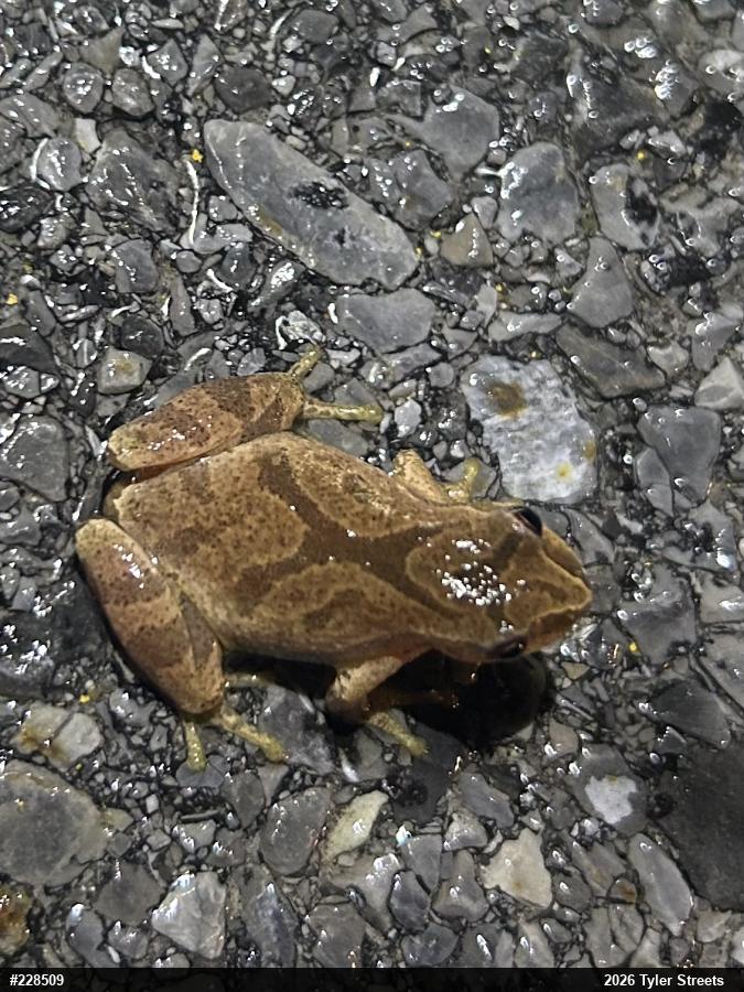Spring Peeper