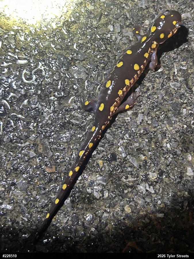 Spotted Salamander