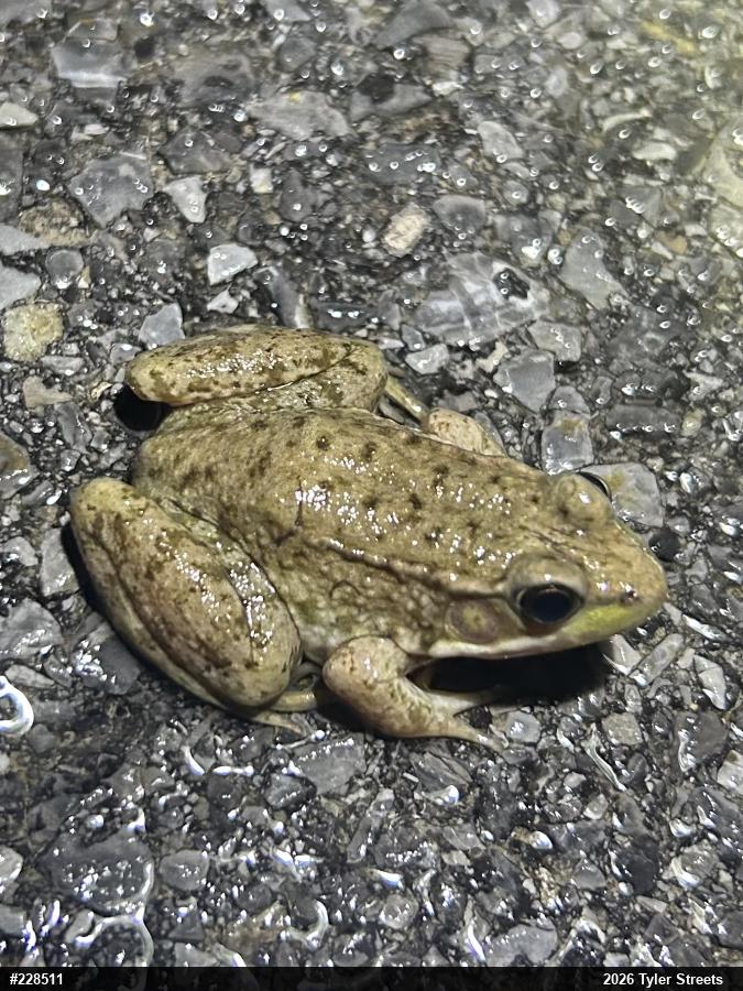 Green Frog