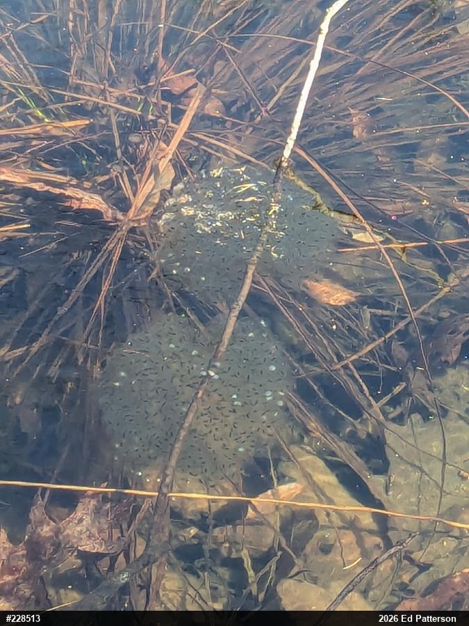 Wood Frog