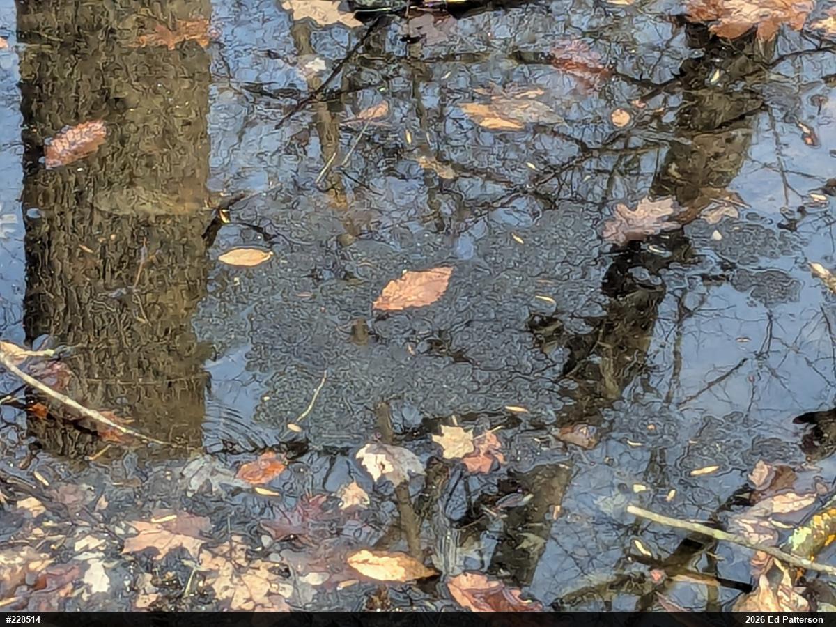 Wood Frog