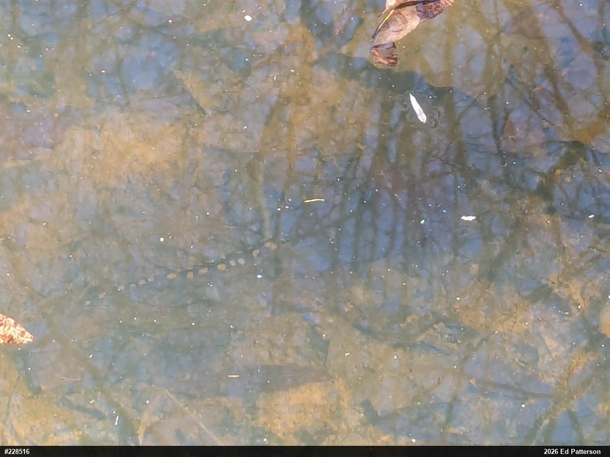 Spotted Salamander