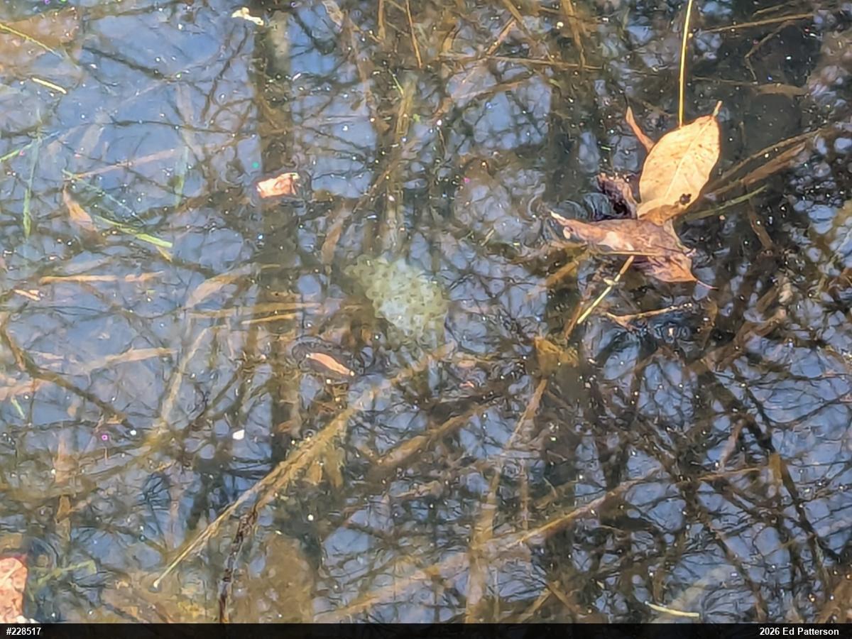 Spotted Salamander