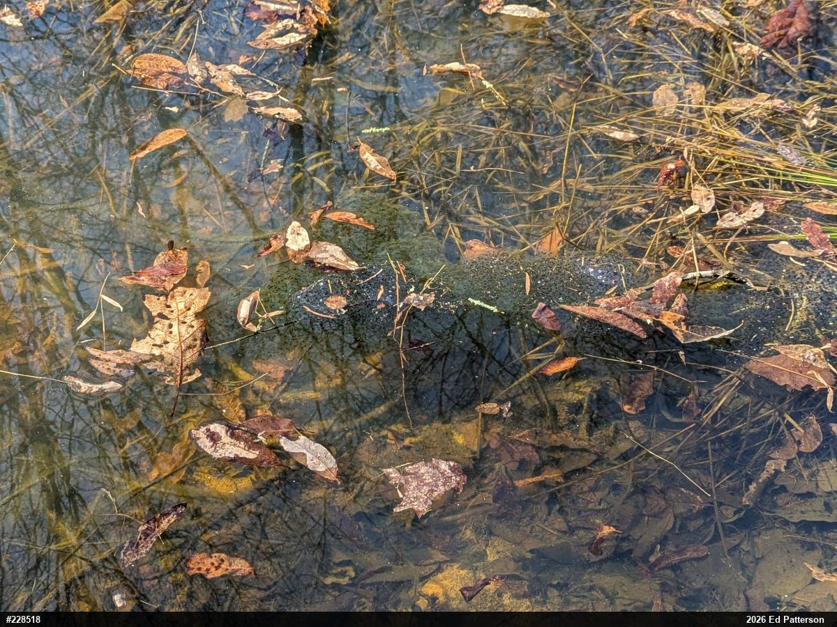 Wood Frog